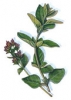 Oregano (Marjoram) Herb